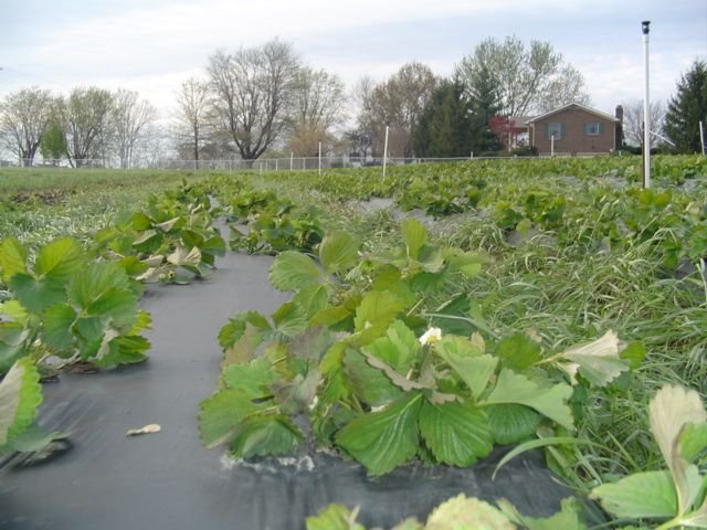 Strawberry rows growing in front of the farmhouse