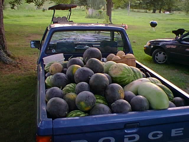 A pickup truck bed loaded with freshly harvested watermelons